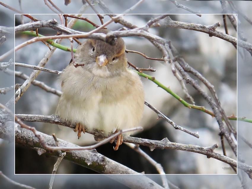 Moineau 7909