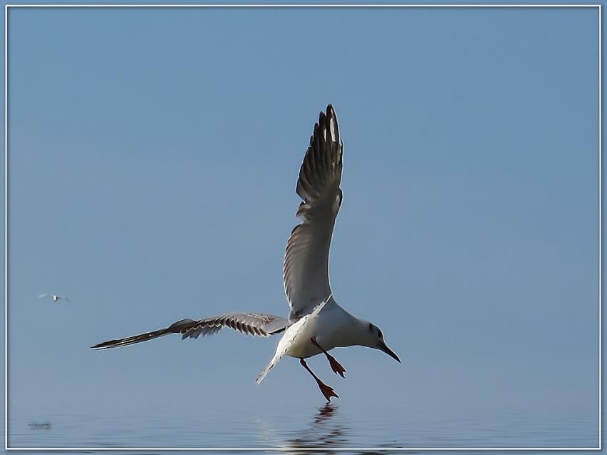 Mouette 21509