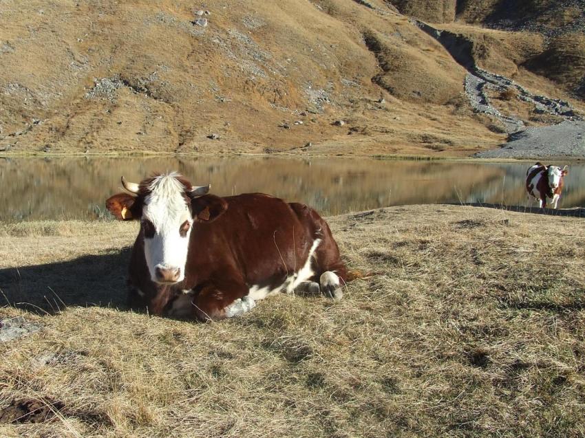 vaches du Lautaret