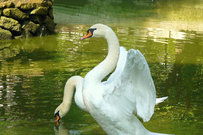 L'ange gardien de Madame...