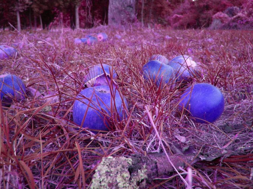 Pommes bleues