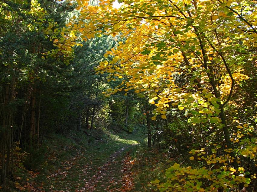 Un petit chemin ...