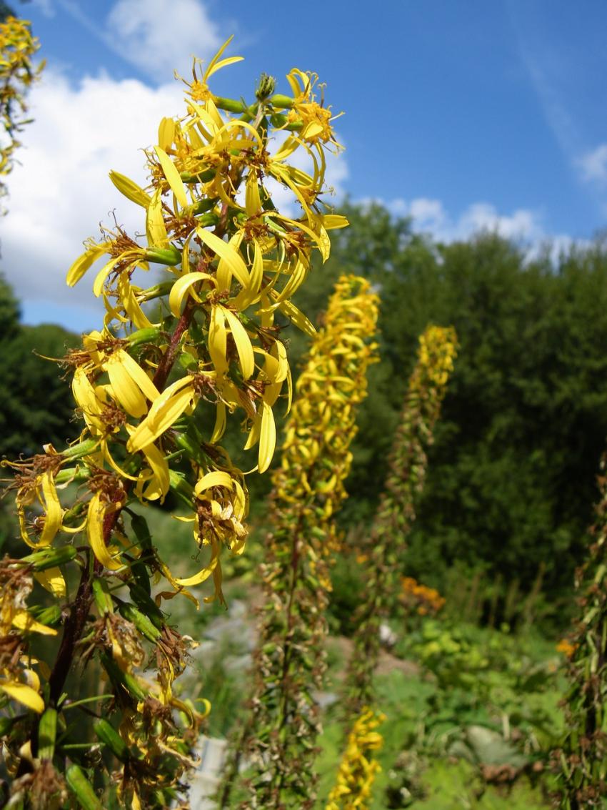 Yellow flowers