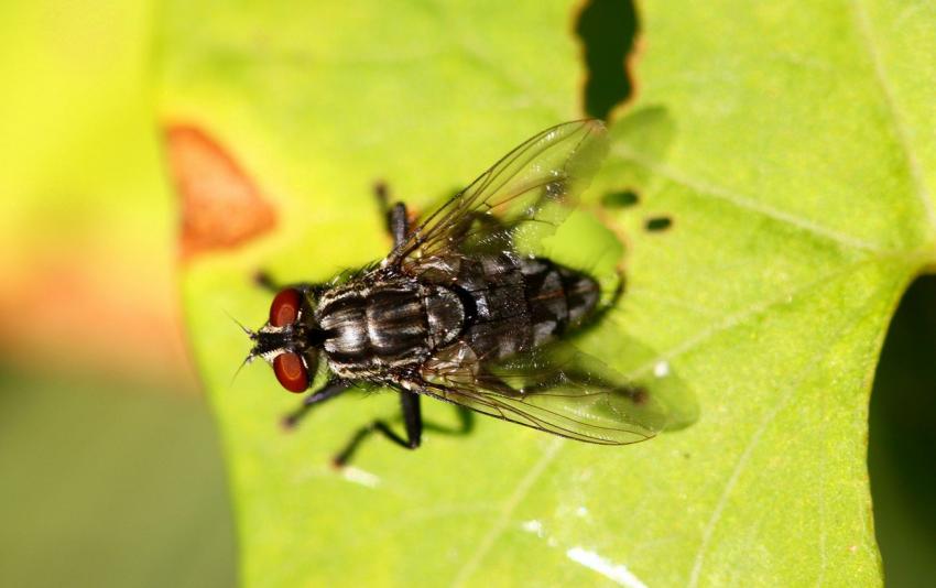 Survol de la mouche