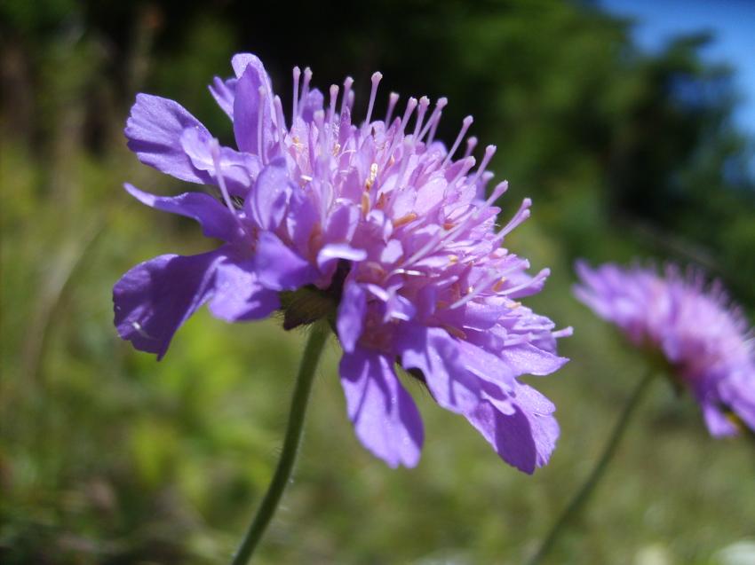 fleur des alpes