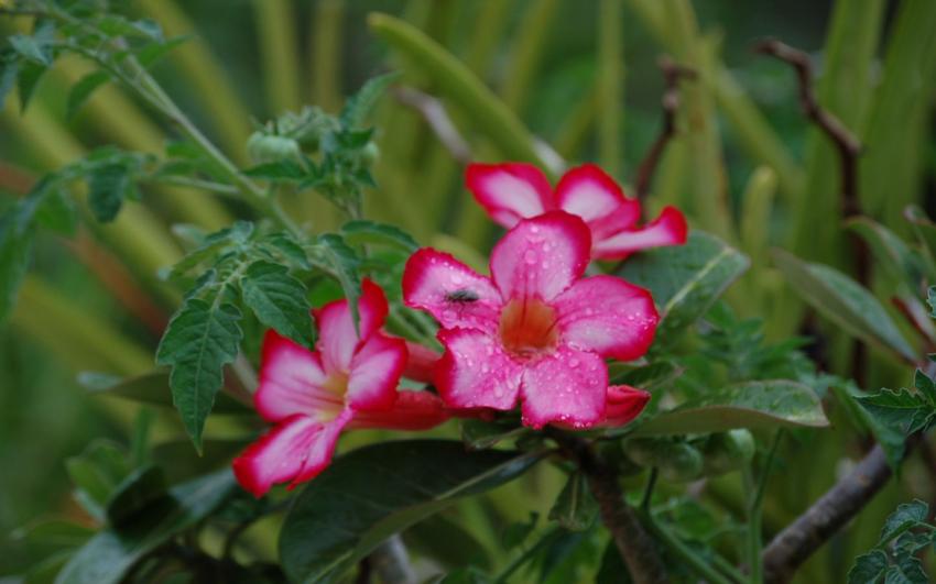 Un peu de rose