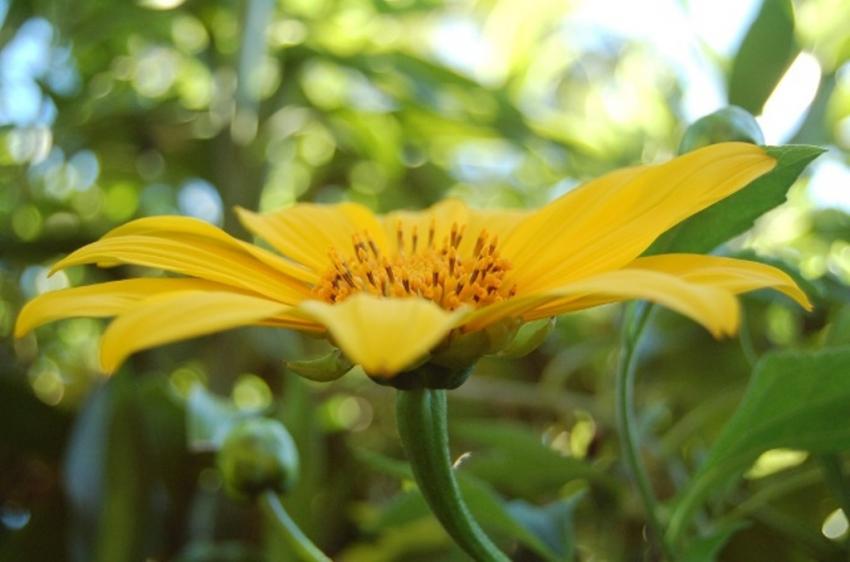 fleurs de tahiti