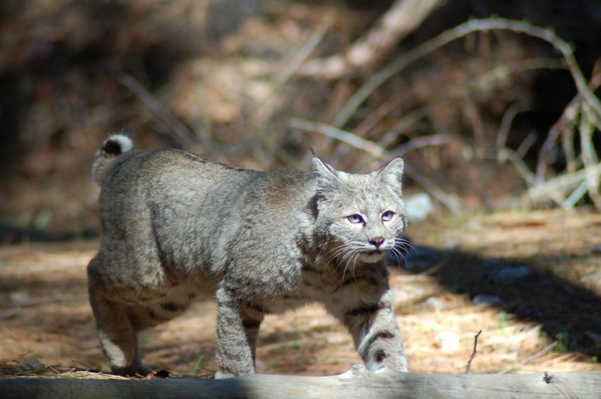 bob cat at the yosemite national park