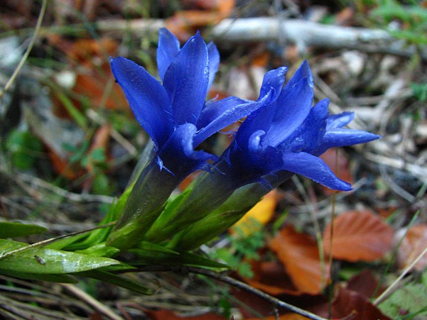 Gentiane cisele