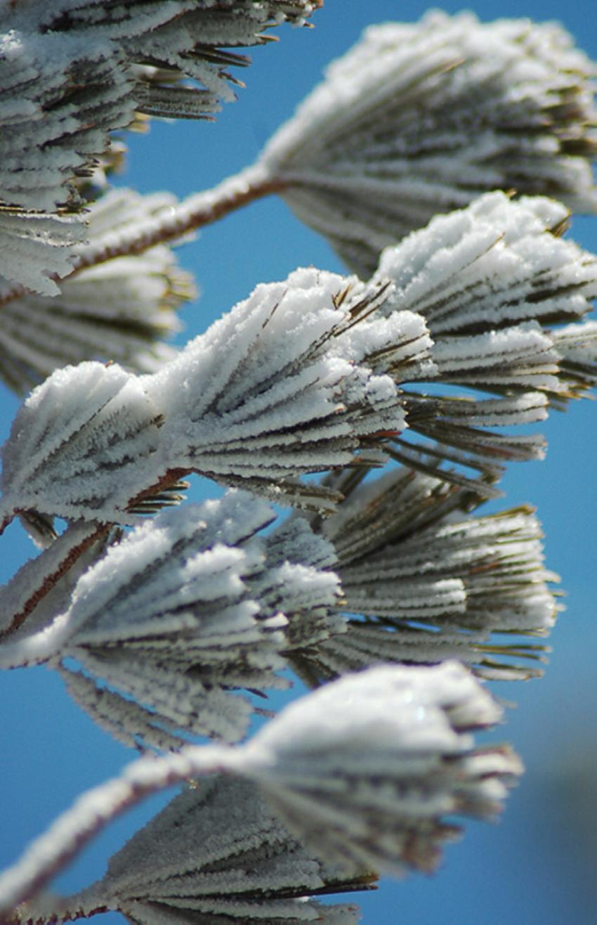 ptite neige