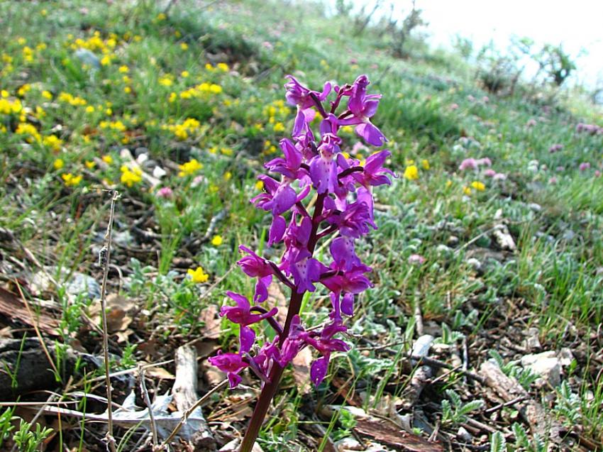 Orchis penzigiana