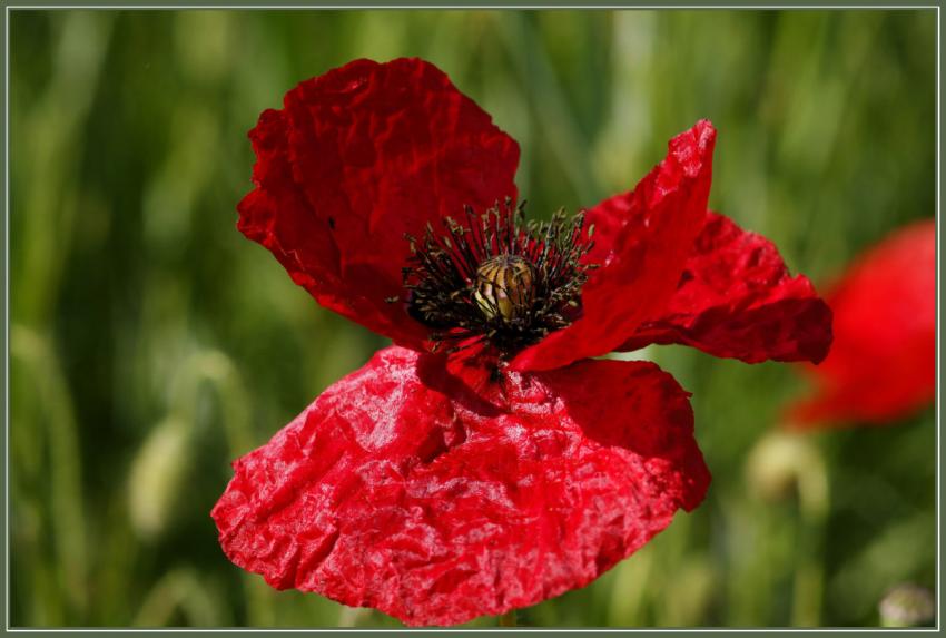 Coquelicots.