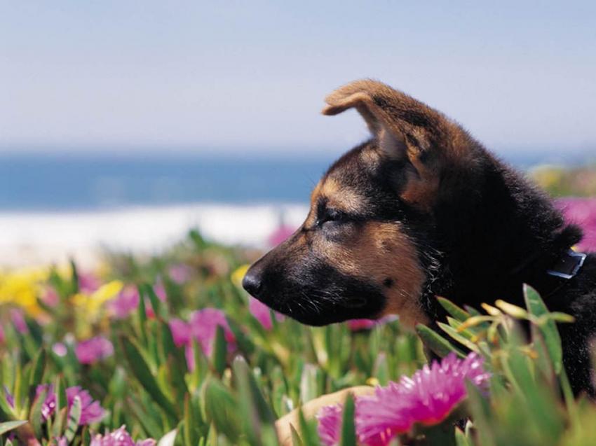 Chiens