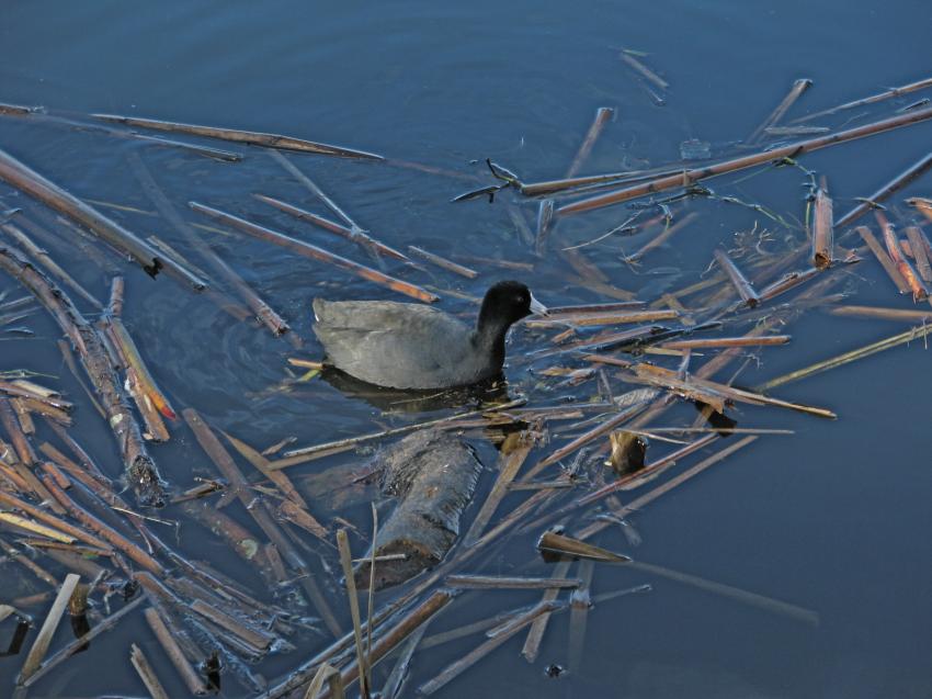 Poule d'eau