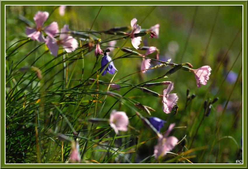 Oeillets sauvages