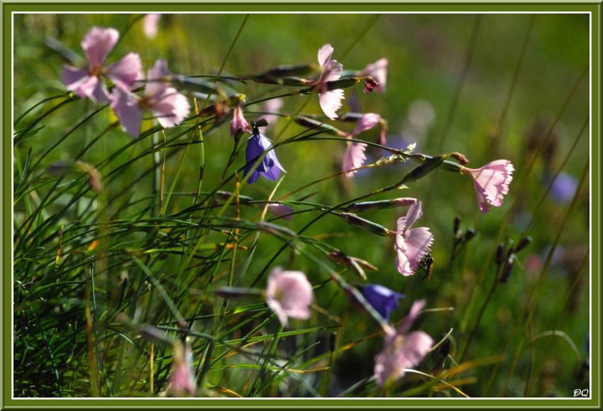 Oeillets sauvages