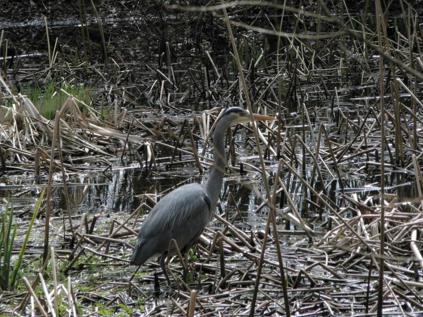 Blue heron