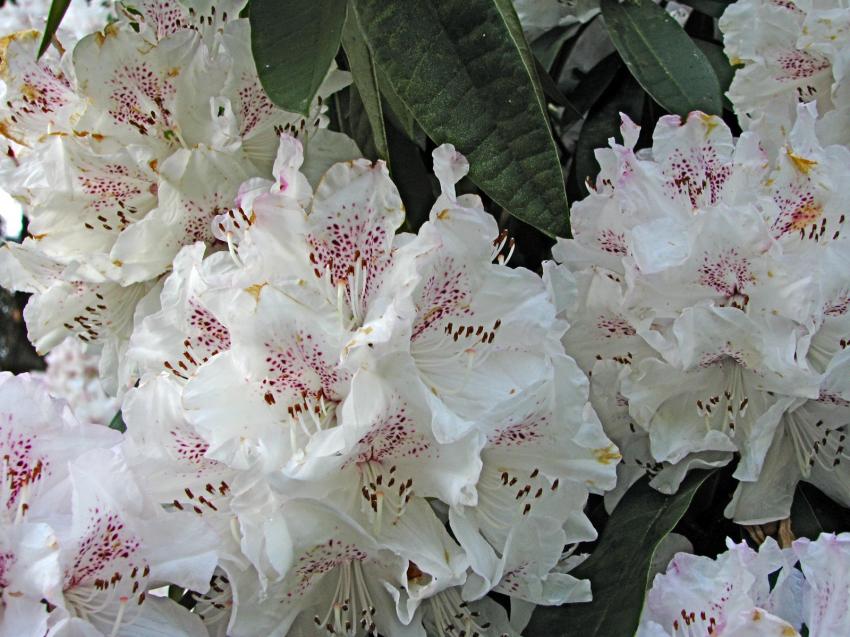 Rhodos