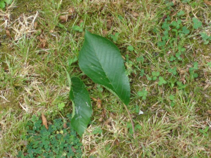 essai de photo de feuille