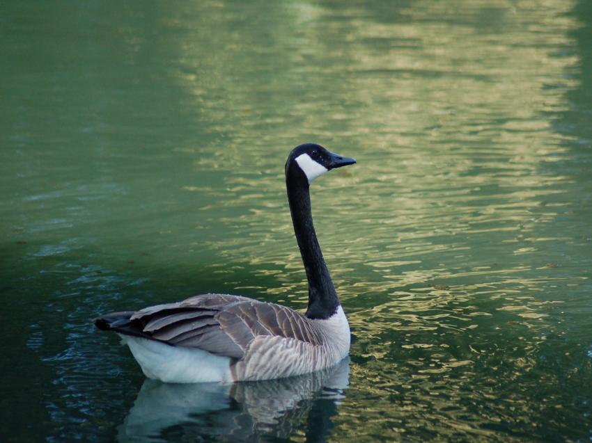 canard a col vert