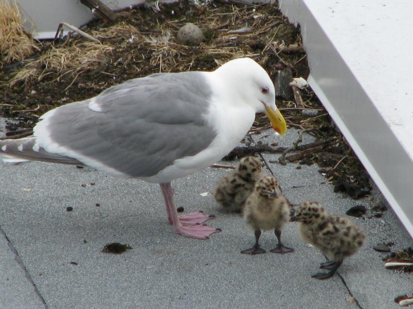 Goland et ses 3 petits