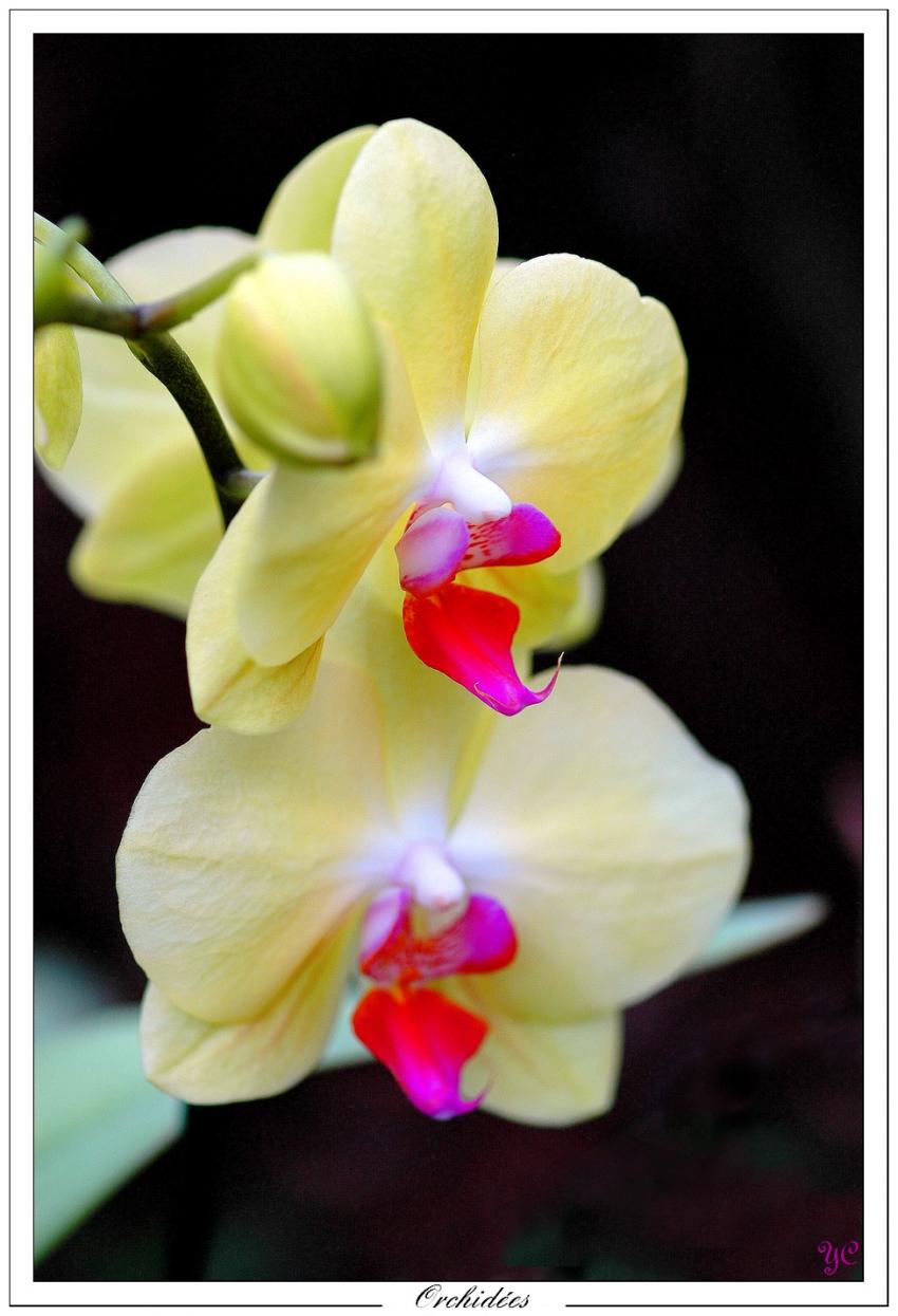 Orchides