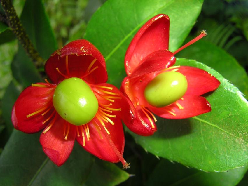 boutons rouges