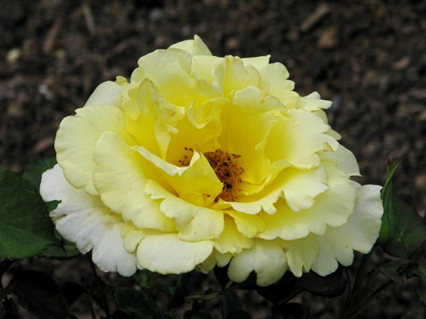 Rose Mountbatten