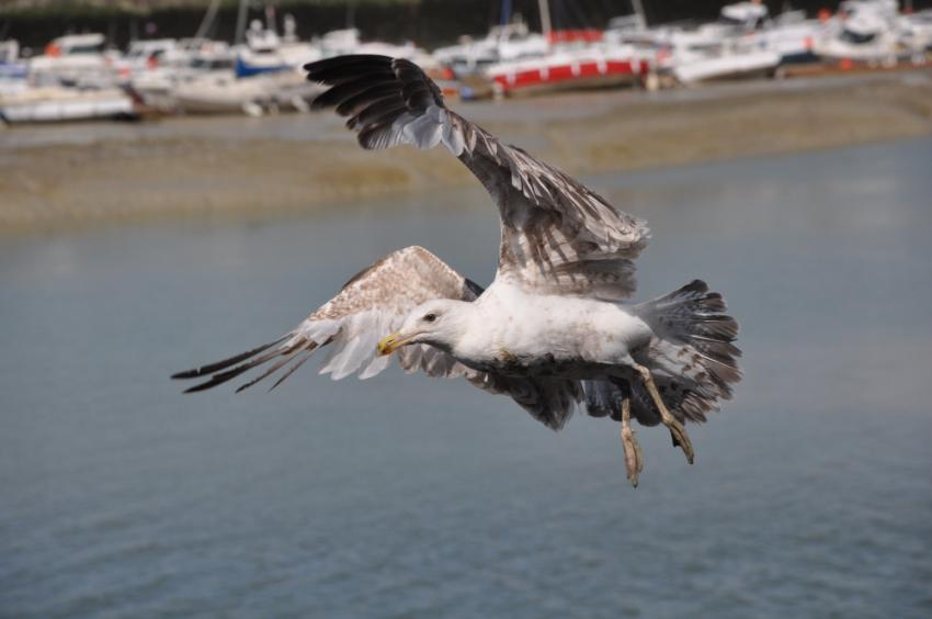 MOUETTE