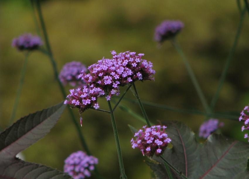 Fleurs et plantes de jardin