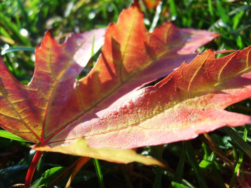 couleurs d'automne