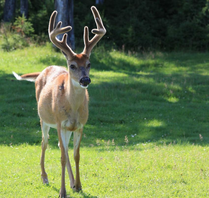 Cerf de Virginie.