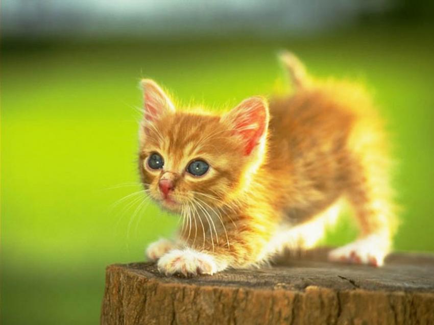 chat