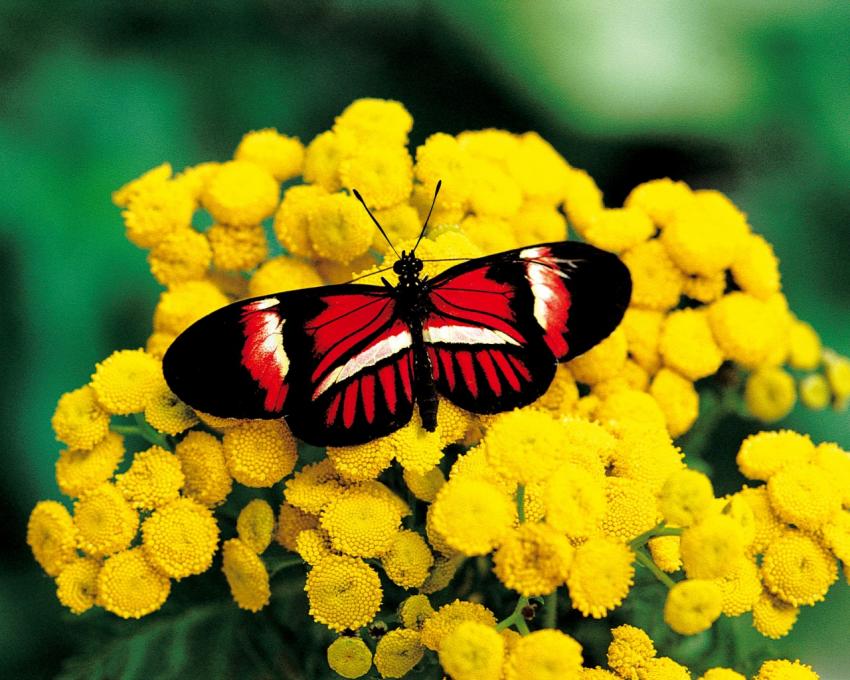 Papillons