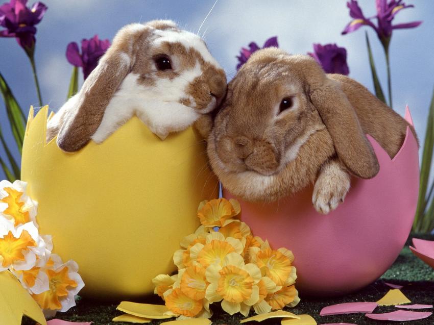 Lapins