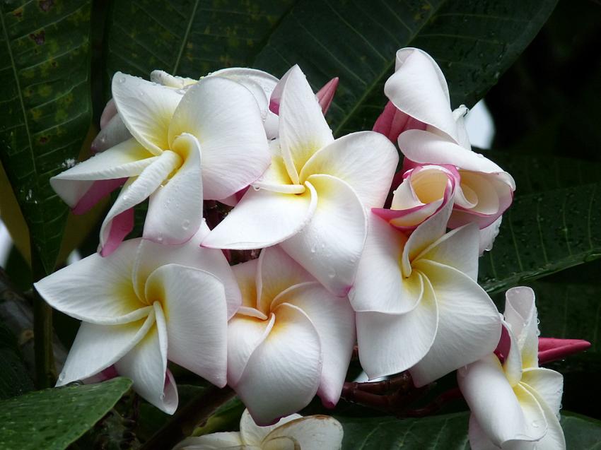 Fleur de Frangipanier