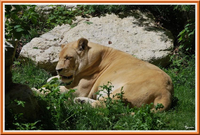 Zoo de Beauval