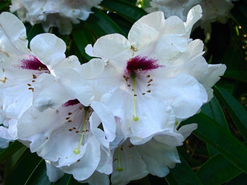 Rhodo blanc