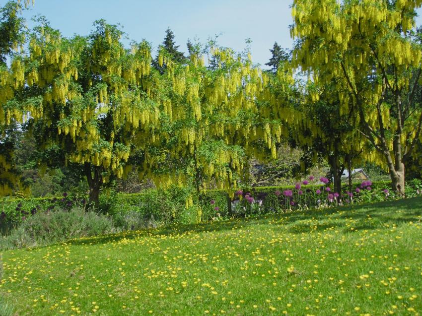 Laburnum ou Cythises