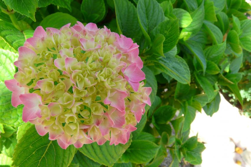 Fleur d'hortensia  demi-ouverte