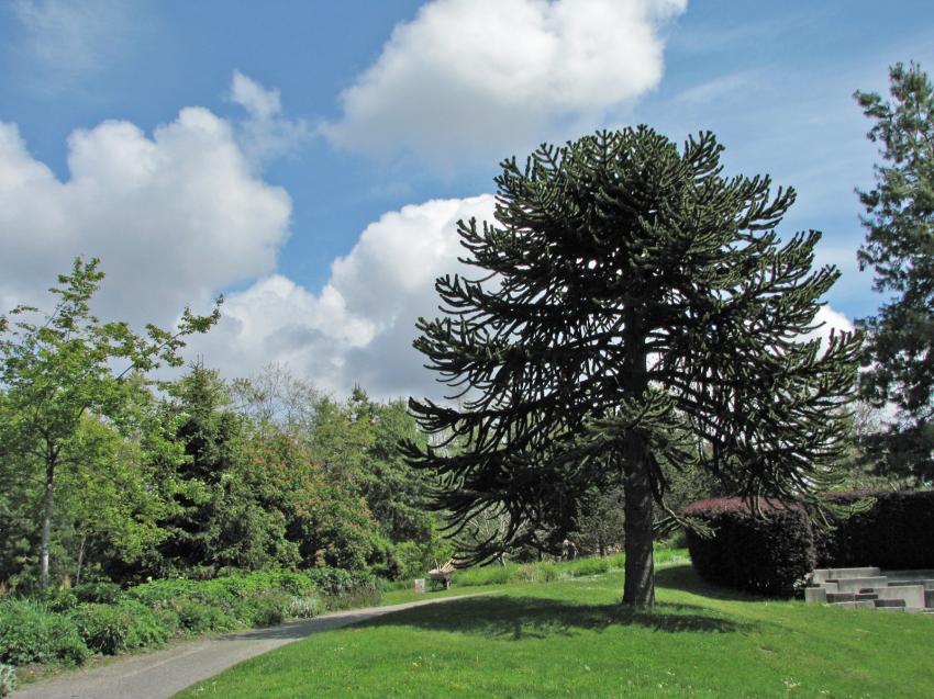 Arbres des singe