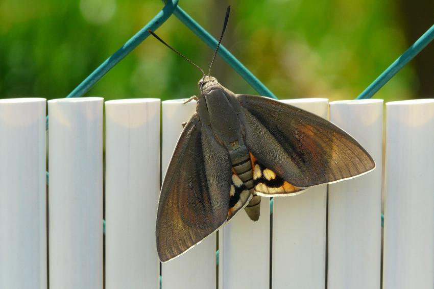 Un papillon inconnu...