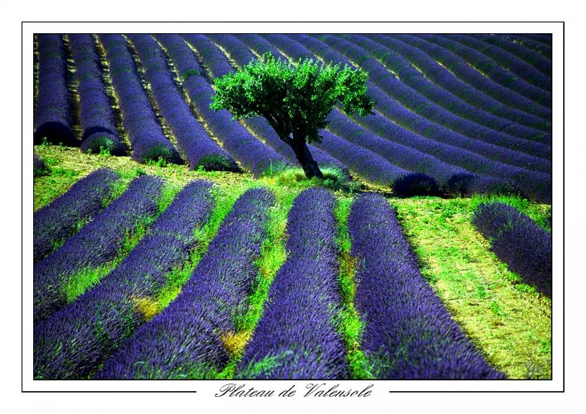 Valensole