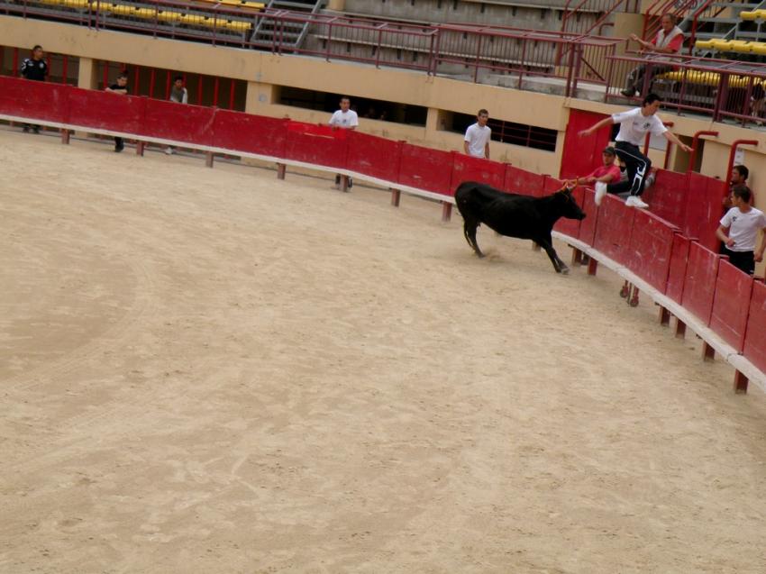 Course camarguaise de taureaux  (dbutants)