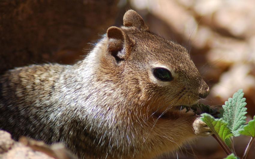 gourmandise