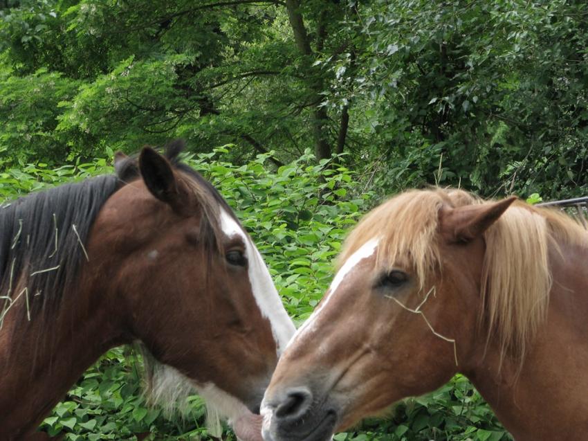 Chevaux de trait