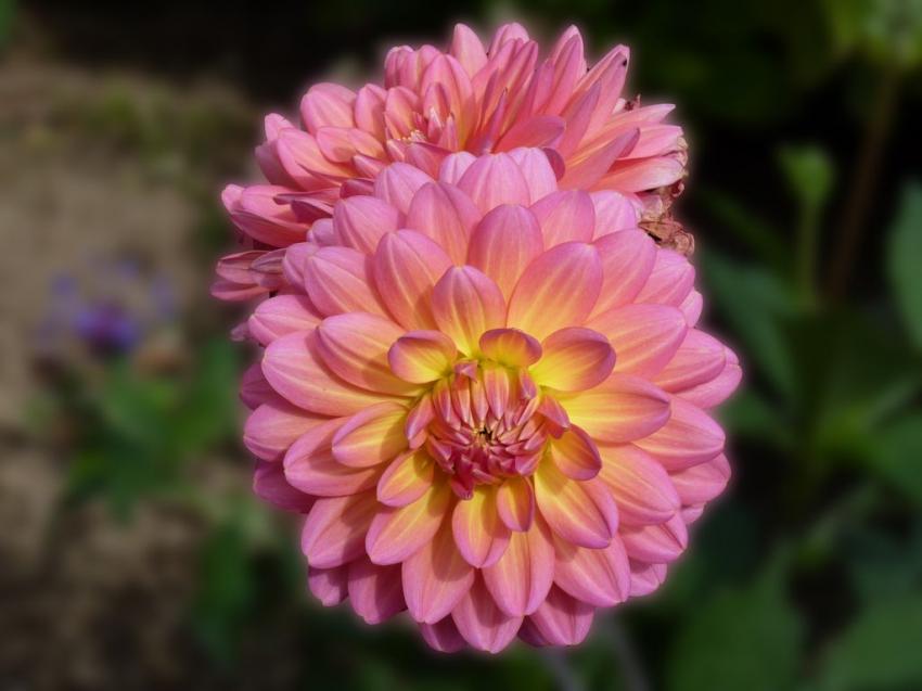 Dahlia de mon jardin