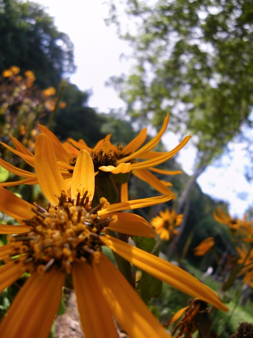 Orange flowers