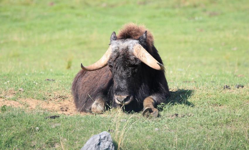 Boeuf musqu.