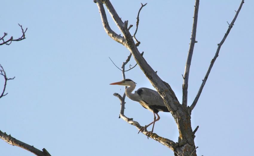 Matre Hron sur un arbre perch